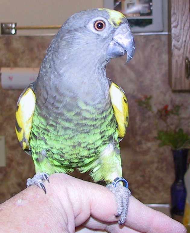 Peep