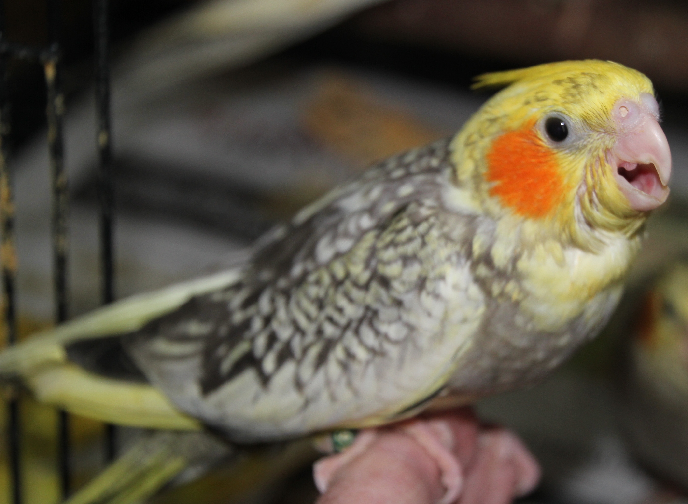 Cockatiels