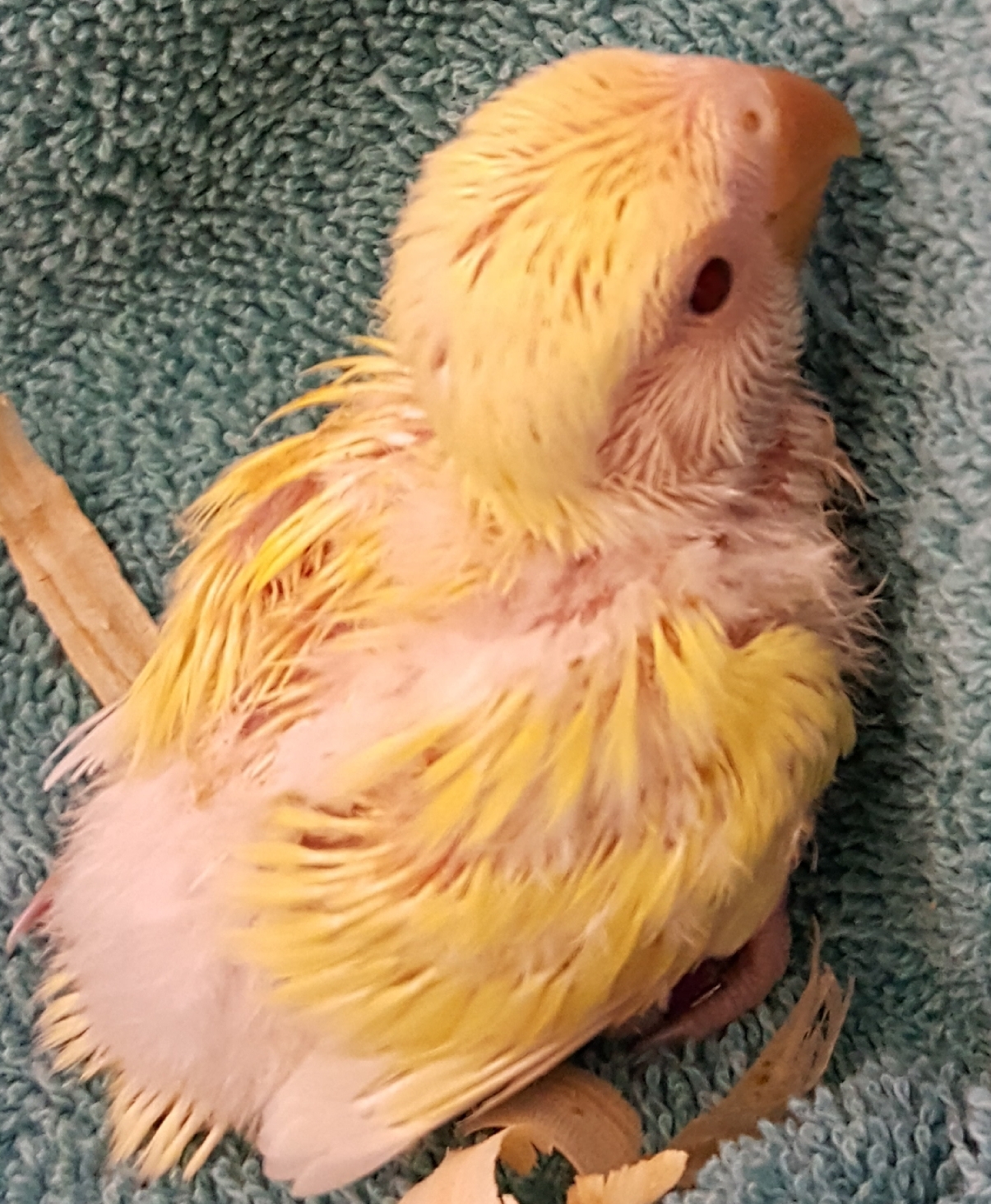 Lutino Lovebird