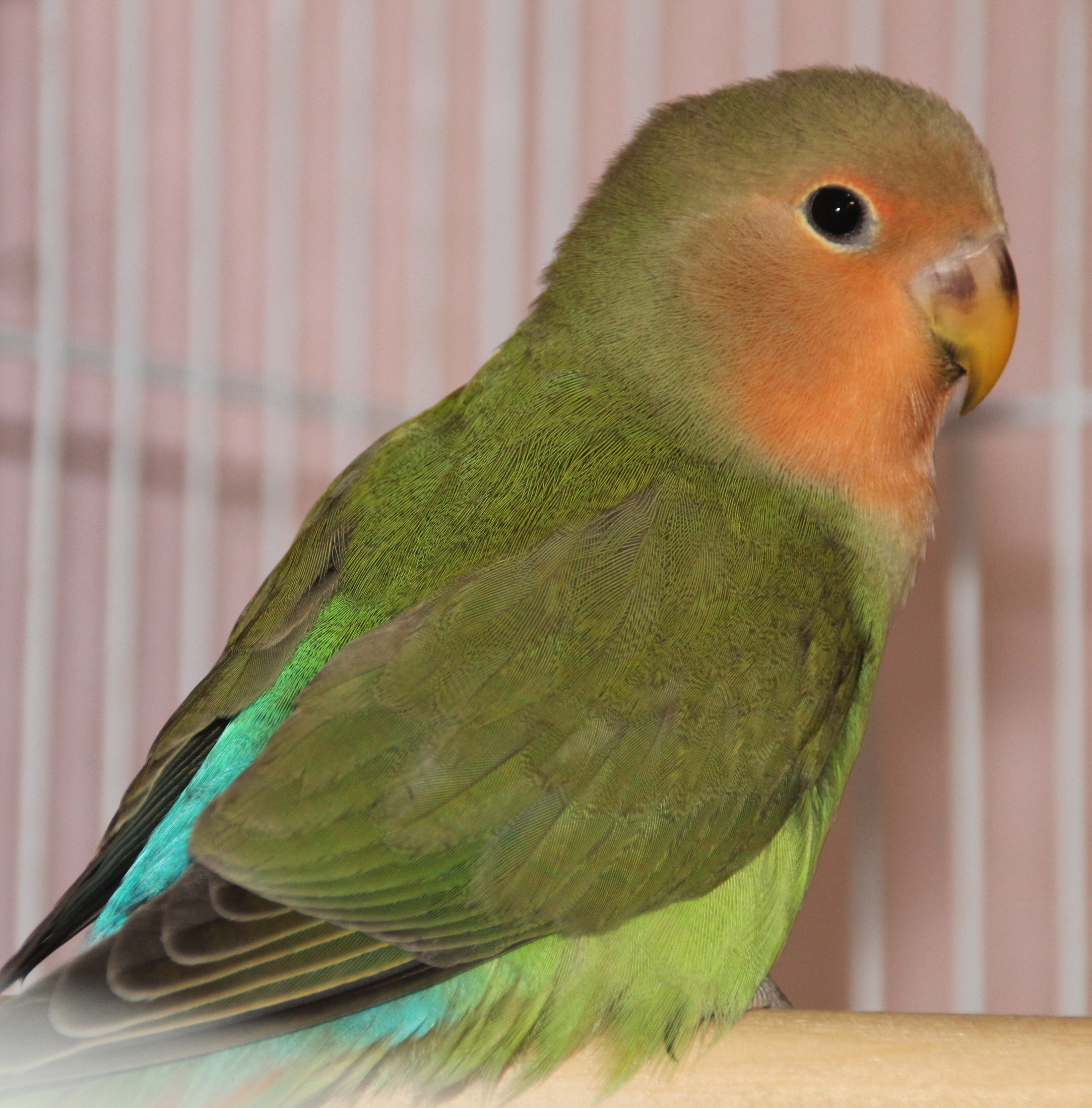 Lovebird 2