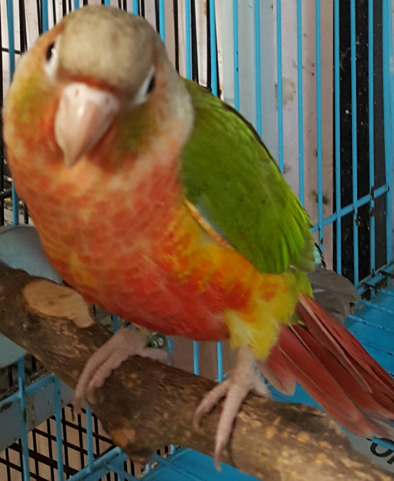 Green Cheek