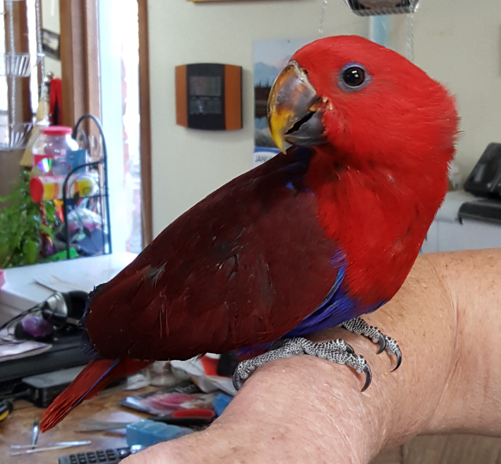 Eclectus Hen