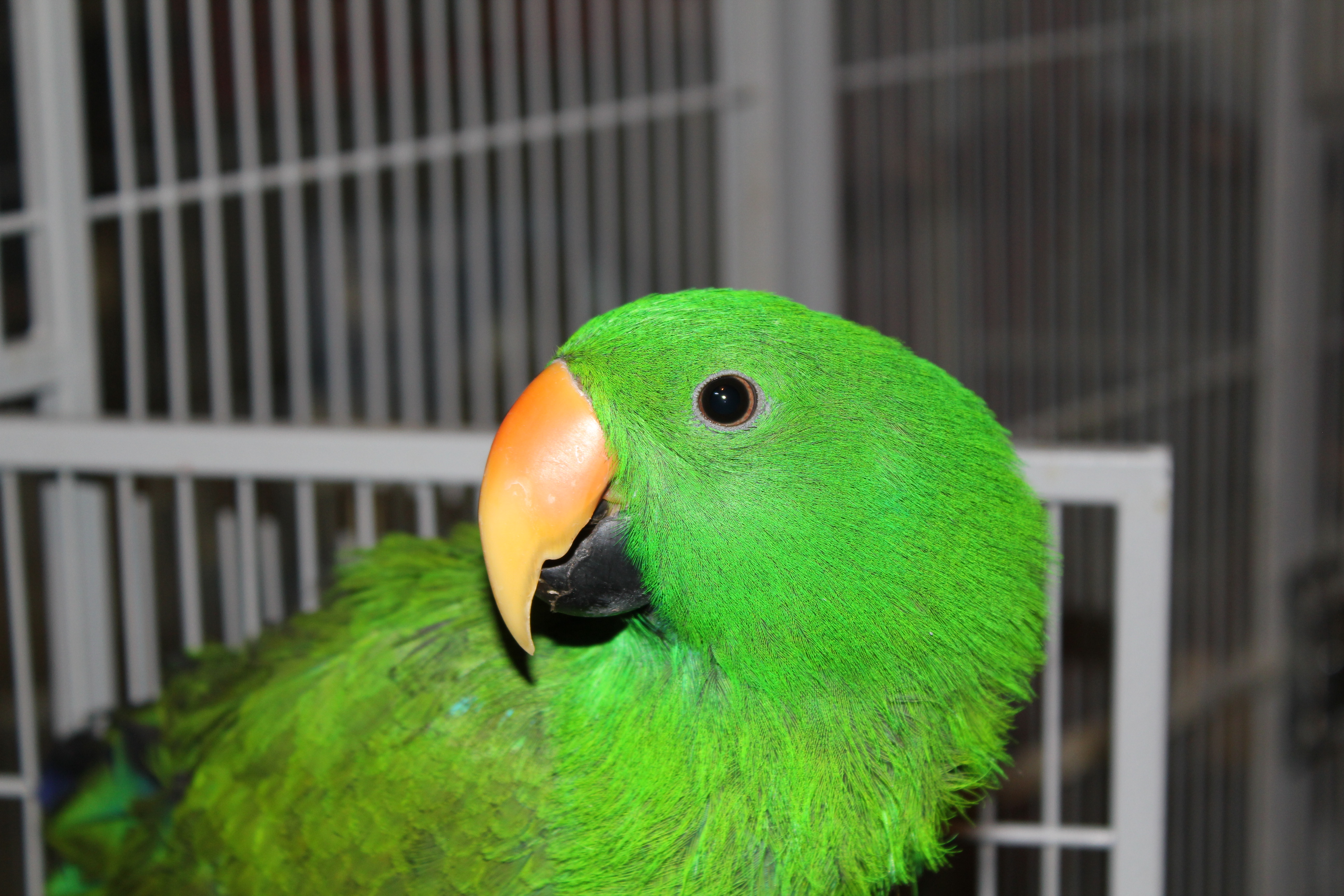 Eclectus