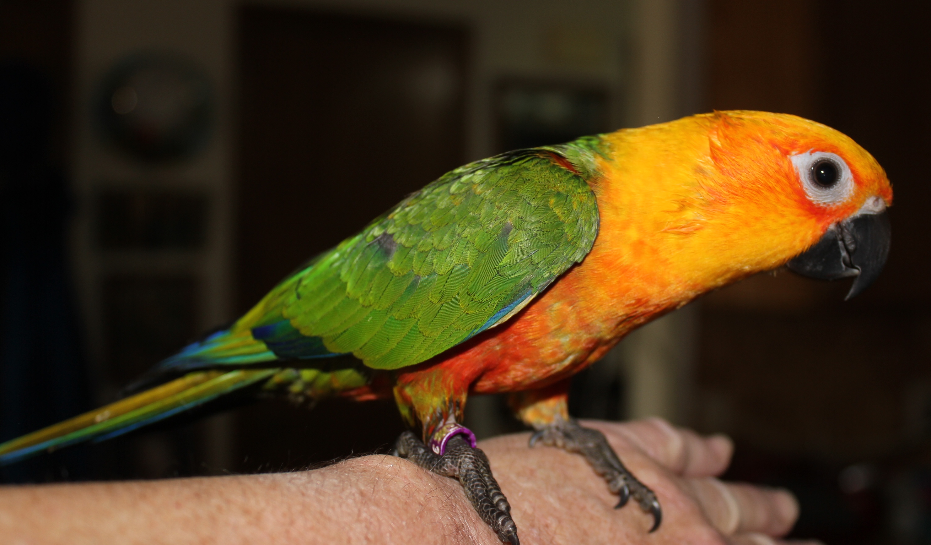 Jenday Conure