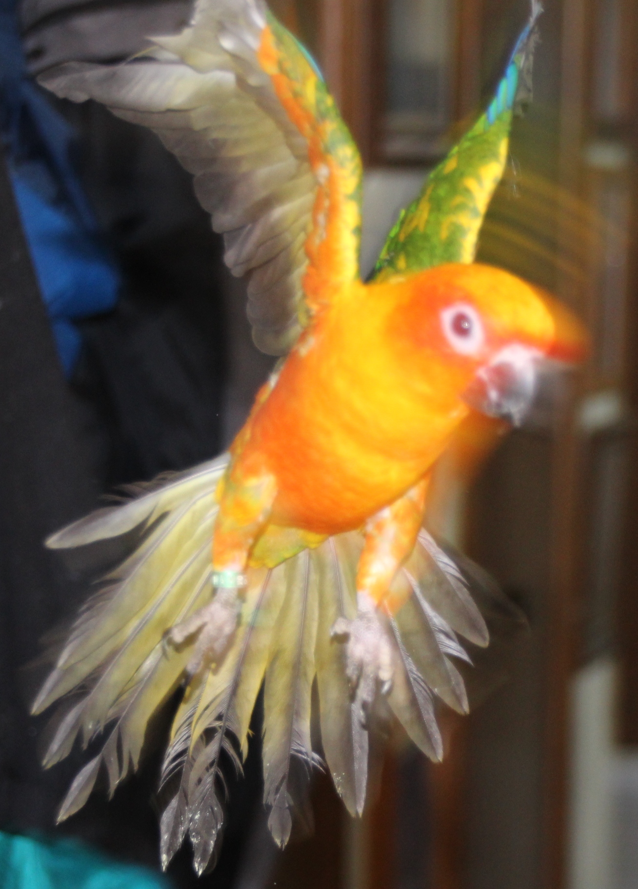 Sun Conure