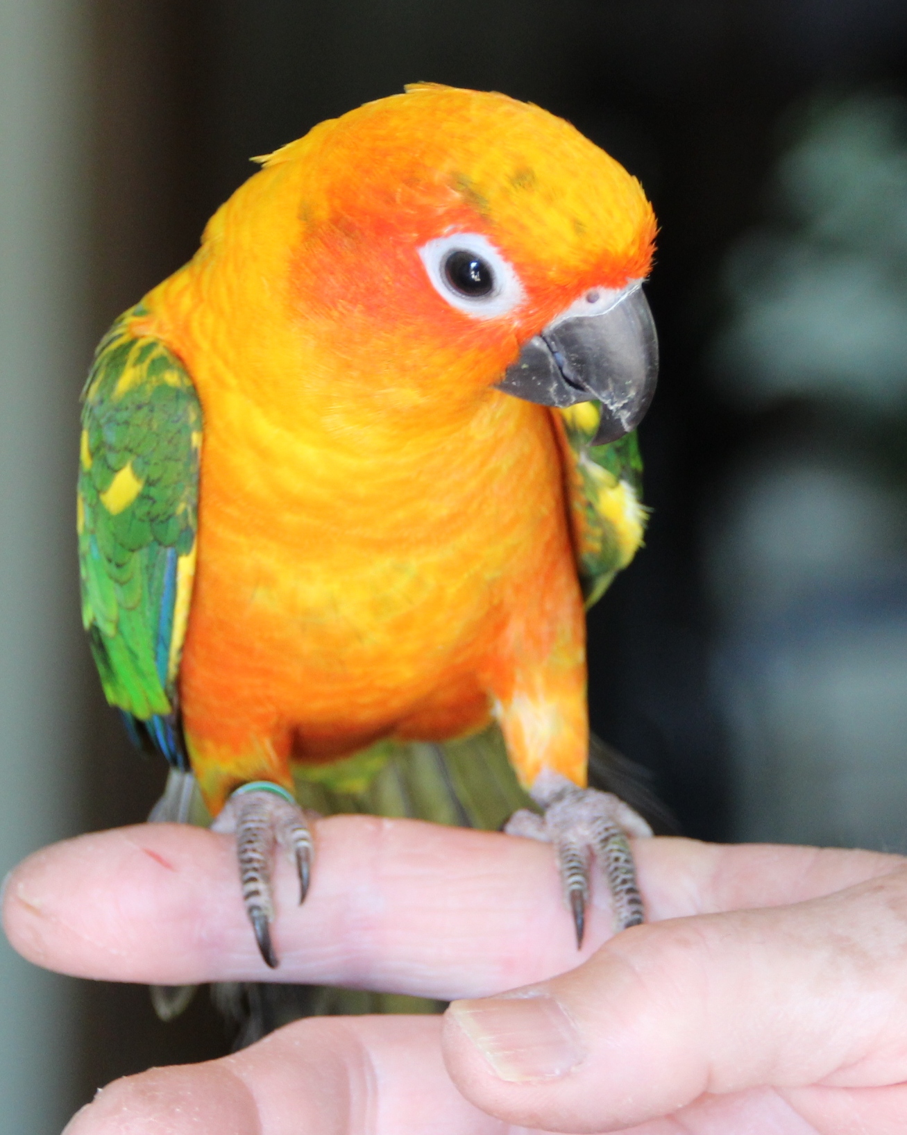 Sun Conure