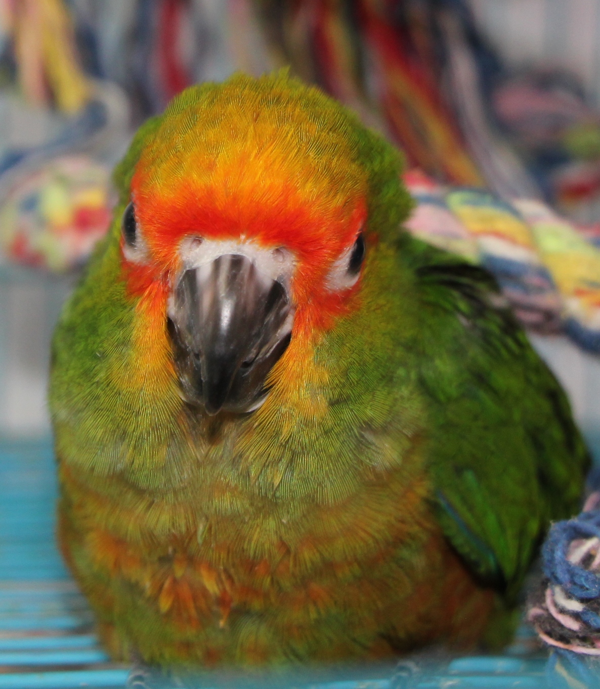 Gold Capped Conure