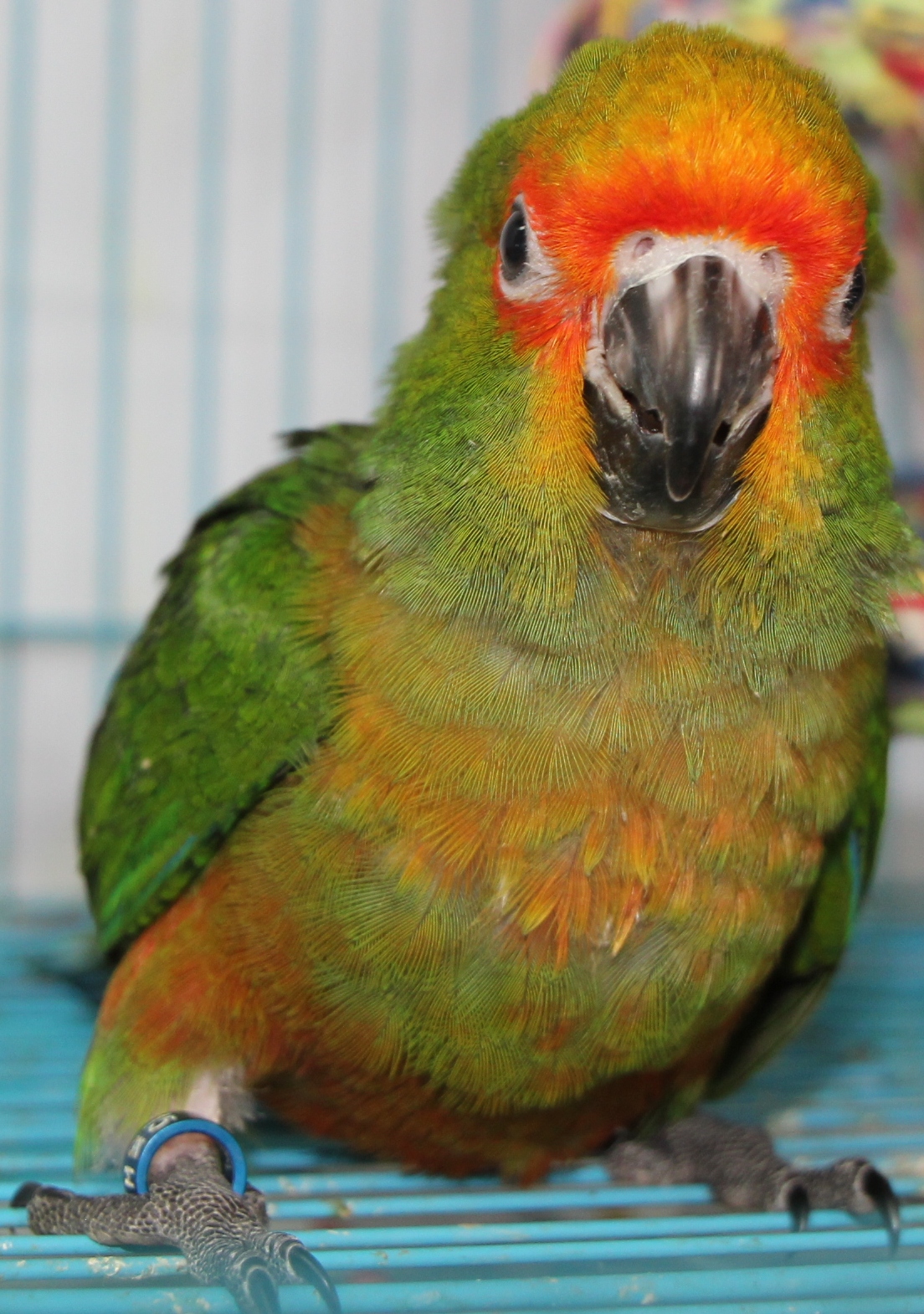 Gold Cap Conure