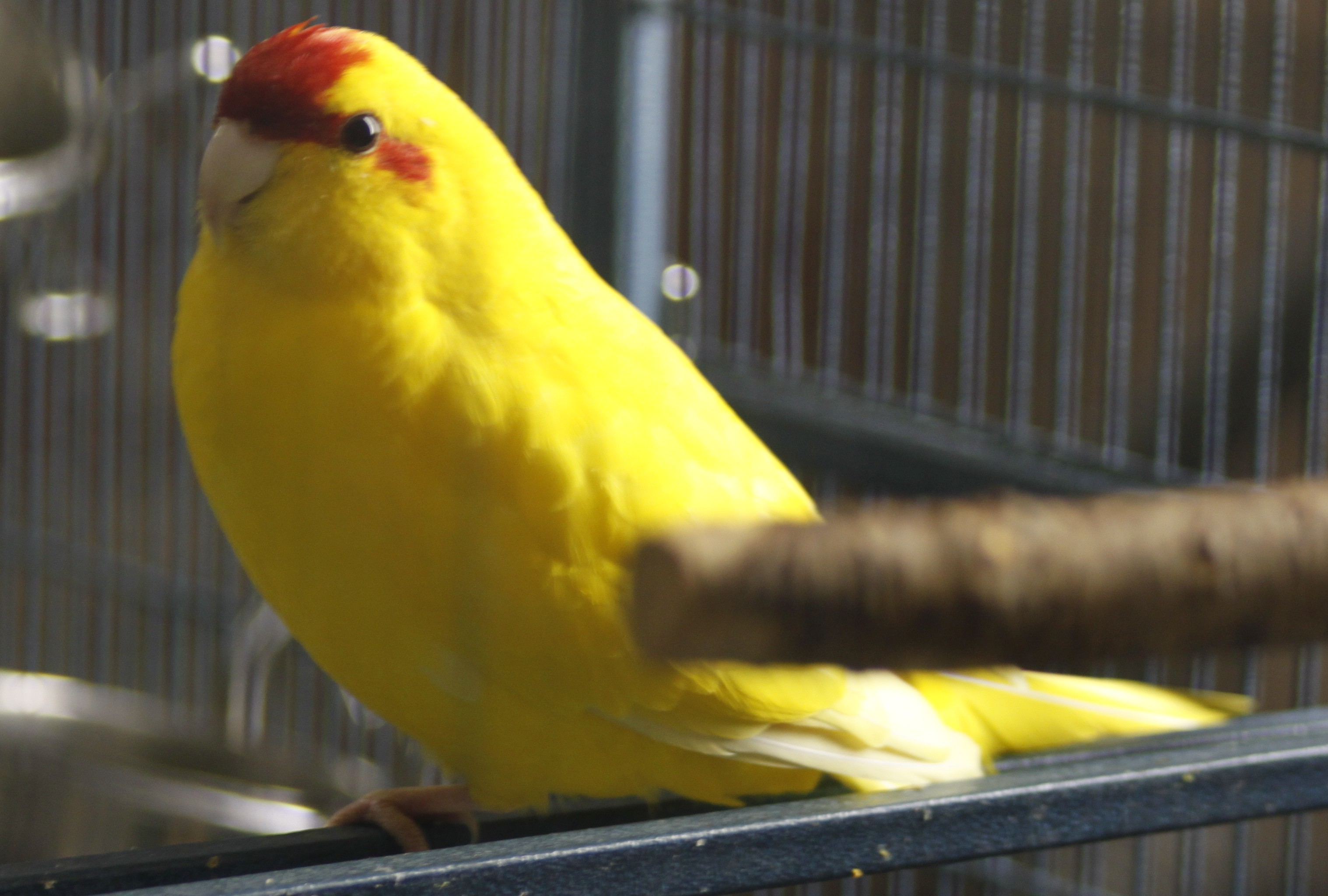 Kakariki