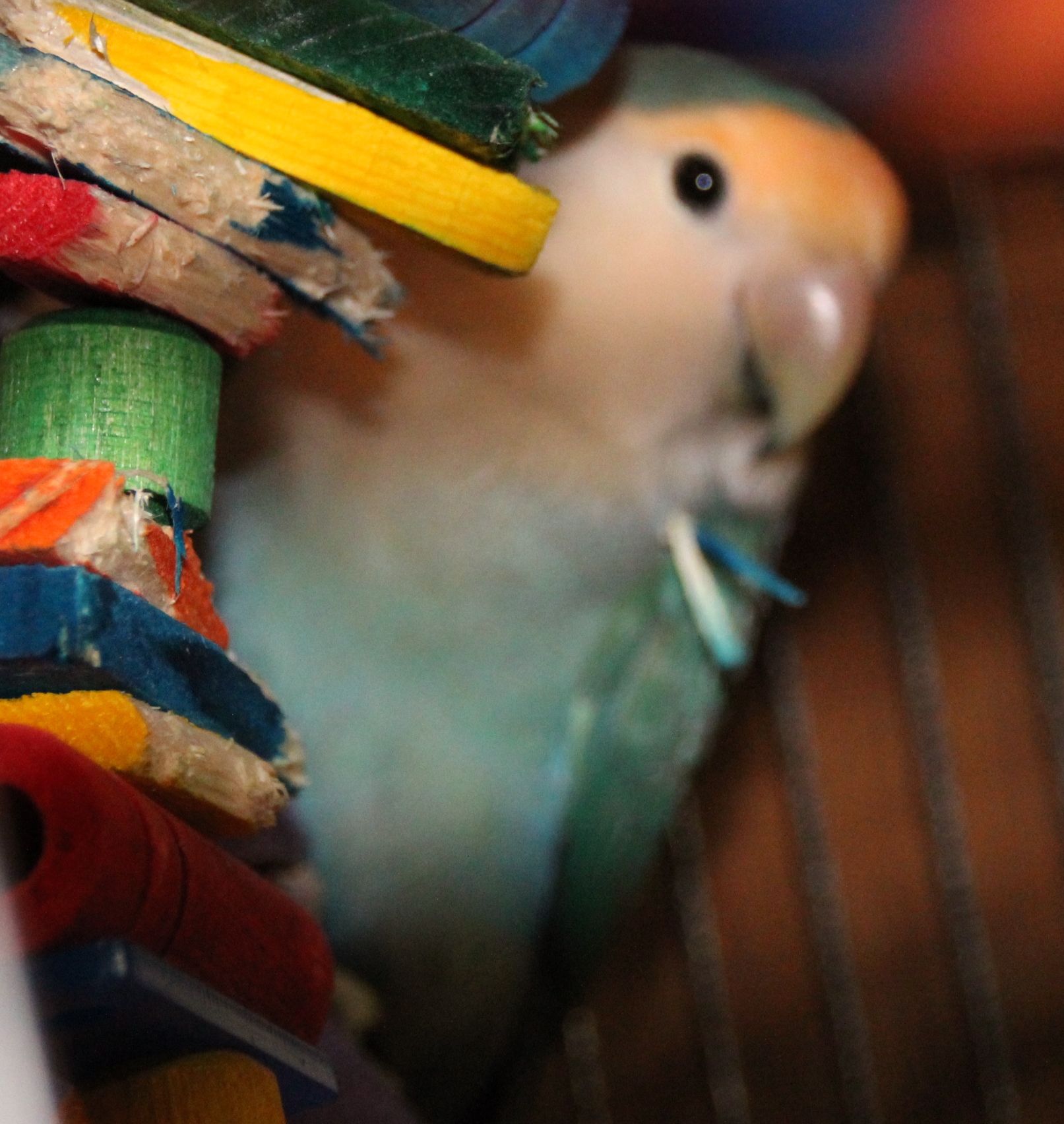 Lovebird