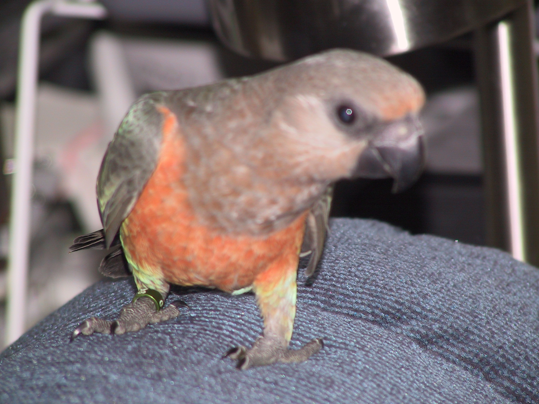 Red Belly Male